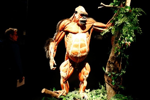 gunther_von_hagens_exhibition09