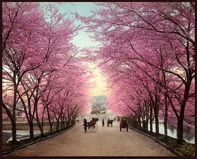 cherry-blossom-road-into-old-akasaka-a-fine-spring-day-in-old-tokyo-japan